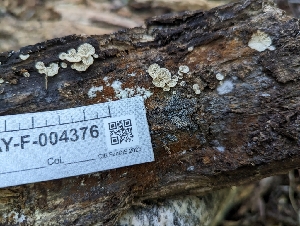  ( - HAY-F-004376)  @11 [ ] by-nc (2023) Stu Pickell Fungal Diversity Survey