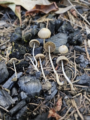  ( - HAY-F-003258)  @11 [ ] by (2023) Mandy Hackney Fungal Diversity Survey