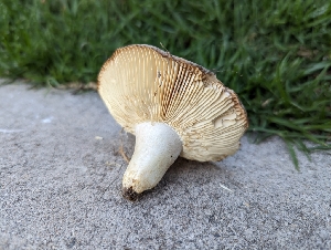  (Russula sp. CA01 - HAY-F-004378)  @11 [ ] by-nc (2023) Stu Pickell Fungal Diversity Survey
