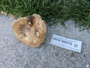  ( - HAY-F-004378)  @11 [ ] by-nc (2023) Stu Pickell Fungal Diversity Survey