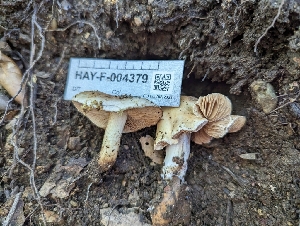 ( - HAY-F-004379)  @11 [ ] by-nc (2023) Stu Pickell Fungal Diversity Survey
