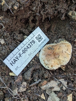  ( - HAY-F-004379)  @11 [ ] by-nc (2023) Stu Pickell Fungal Diversity Survey