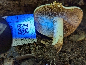  ( - HAY-F-004379)  @11 [ ] by-nc (2023) Stu Pickell Fungal Diversity Survey