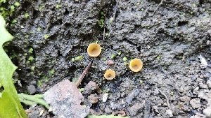  ( - HAY-F-002198)  @11 [ ] by-nc (2023) Thea Chesney Fungal Diversity Survey
