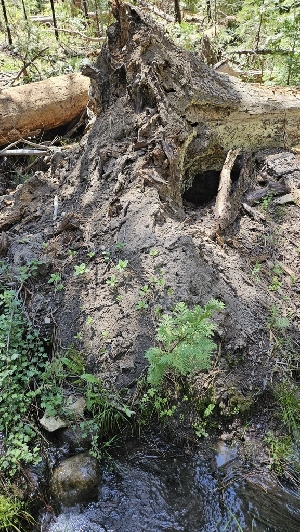 ( - HAY-F-002198)  @11 [ ] by-nc (2023) Thea Chesney Fungal Diversity Survey