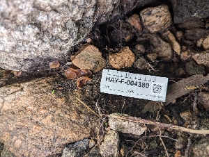  ( - HAY-F-004380)  @11 [ ] by-nc (2023) Stu Pickell Fungal Diversity Survey