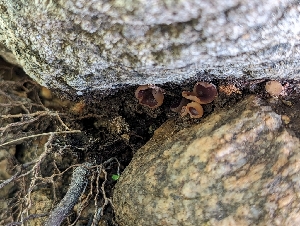  ( - HAY-F-004380)  @11 [ ] by-nc (2023) Stu Pickell Fungal Diversity Survey