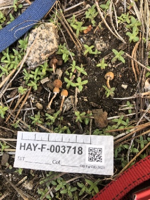  ( - HAY-F-003718)  @11 [ ] by-nc (2023) Dean Lyons Fungal Diversity Survey