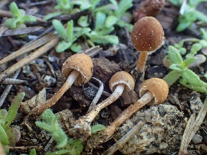  ( - HAY-F-003718)  @11 [ ] by-nc (2023) Dean Lyons Fungal Diversity Survey