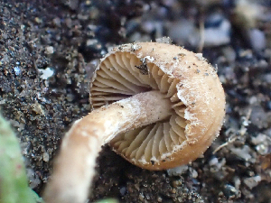  ( - HAY-F-003718)  @11 [ ] by-nc (2023) Dean Lyons Fungal Diversity Survey