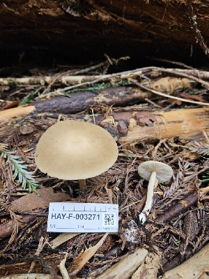  ( - HAY-F-003271)  @11 [ ] by (2023) Mandy Hackney Fungal Diversity Survey