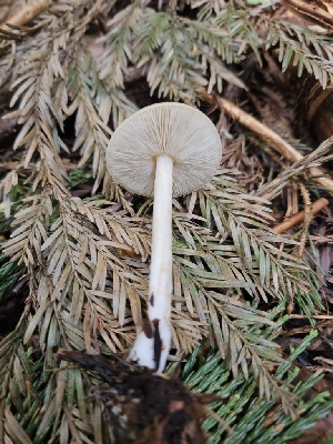  ( - HAY-F-003271)  @11 [ ] by (2023) Mandy Hackney Fungal Diversity Survey
