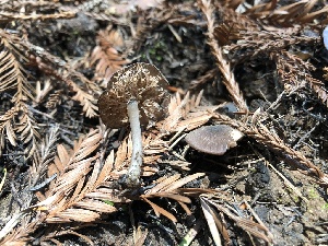  (Entoloma sp. CA14 - HAY-F-000997)  @11 [ ] by-nc (2023) Dean Lyons Fungal Diversity Survey