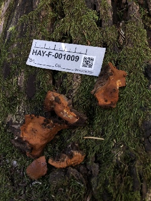  ( - HAY-F-001009)  @11 [ ] by-nc (2023) Dean Lyons Fungal Diversity Survey