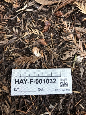  ( - HAY-F-001032)  @11 [ ] by-nc (2023) Dean Lyons Fungal Diversity Survey