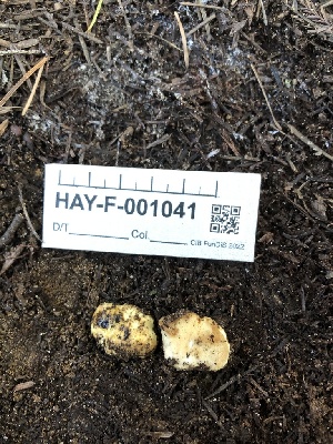  ( - HAY-F-001041)  @11 [ ] by-nc (2023) Dean Lyons Fungal Diversity Survey