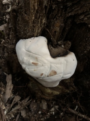  ( - HAY-F-001034)  @11 [ ] by-nc (2023) Dean Lyons Fungal Diversity Survey