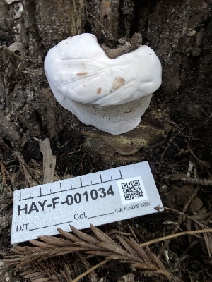  ( - HAY-F-001034)  @11 [ ] by-nc (2023) Dean Lyons Fungal Diversity Survey