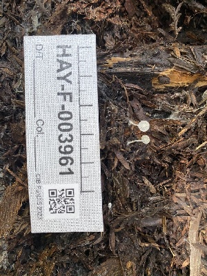  ( - HAY-F-003961)  @11 [ ] by-nc (2023) Grace Stark Fungal Diversity Survey