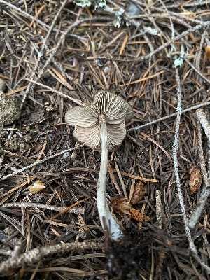  ( - HAY-F-003968)  @11 [ ] by-nc (2023) Grace Stark Fungal Diversity Survey