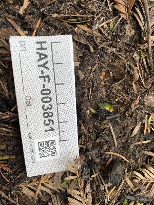  ( - HAY-F-003851)  @11 [ ] by-nc (2023) Grace Stark Fungal Diversity Survey