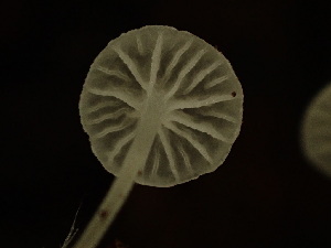 ( - HAY-F-003961)  @11 [ ] by-nc (2023) Grace Stark Fungal Diversity Survey