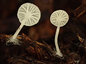  ( - HAY-F-003961)  @11 [ ] by-nc (2023) Grace Stark Fungal Diversity Survey
