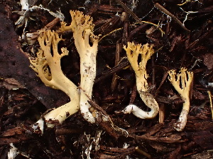  (Agaricomycetes - HAY-F-003959)  @11 [ ] by-nc (2023) Grace Stark Fungal Diversity Survey