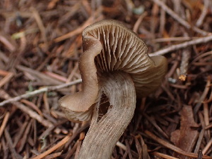  ( - HAY-F-003968)  @11 [ ] by-nc (2023) Grace Stark Fungal Diversity Survey