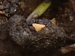 ( - HAY-F-003851)  @11 [ ] by-nc (2023) Grace Stark Fungal Diversity Survey