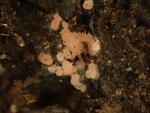  (Pyronema sp. PNW01 - HAY-F-003852)  @11 [ ] by-nc (2023) Grace Stark Fungal Diversity Survey