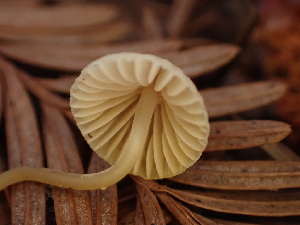  ( - HAY-F-003966)  @11 [ ] by-nc (2023) Grace Stark Fungal Diversity Survey