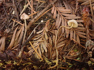  ( - HAY-F-003966)  @11 [ ] by-nc (2023) Grace Stark Fungal Diversity Survey