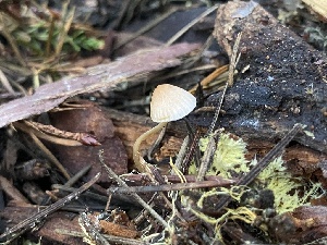 ( - HAY-F-003966)  @11 [ ] by-nc (2023) Grace Stark Fungal Diversity Survey