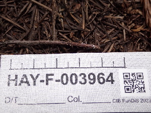  ( - HAY-F-003964)  @11 [ ] by-nc (2023) Grace Stark Fungal Diversity Survey