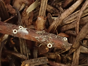  (Stictis sp. radiata-CA01 - HAY-F-003964)  @11 [ ] by-nc (2023) Grace Stark Fungal Diversity Survey