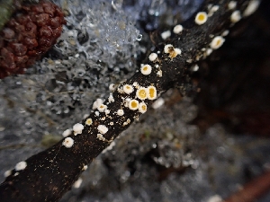  ( - HAY-F-003657)  @11 [ ] by-nc (2023) Sadie Hickey Fungal Diversity Survey