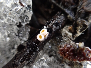  ( - HAY-F-003657)  @11 [ ] by-nc (2023) Sadie Hickey Fungal Diversity Survey