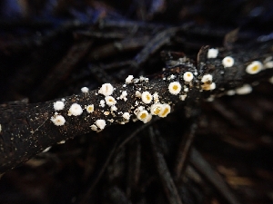  ( - HAY-F-003657)  @11 [ ] by-nc (2023) Sadie Hickey Fungal Diversity Survey