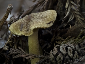  ( - HAY-F-004409)  @11 [ ] by-nc (2023) Stu Pickell Fungal Diversity Survey