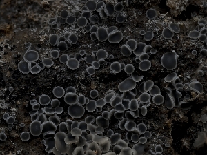  ( - HAY-F-004376)  @11 [ ] by-nc (2023) Stu Pickell Fungal Diversity Survey