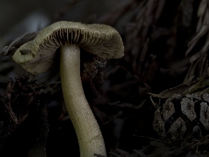  ( - HAY-F-004409)  @11 [ ] by-nc (2023) Stu Pickell Fungal Diversity Survey