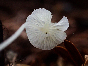  ( - HAY-F-001015)  @11 [ ] by-nc (2023) Dean Lyons Fungal Diversity Survey