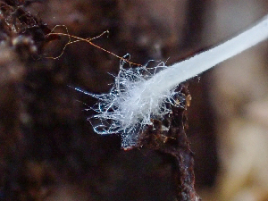  ( - HAY-F-001015)  @11 [ ] by-nc (2023) Dean Lyons Fungal Diversity Survey