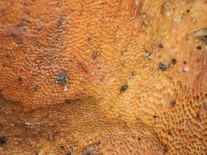  ( - HAY-F-001009)  @11 [ ] by-nc (2023) Dean Lyons Fungal Diversity Survey
