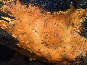  ( - HAY-F-001009)  @11 [ ] by-nc (2023) Dean Lyons Fungal Diversity Survey
