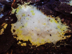  (Hypomyces sp. CA02 - HAY-F-001044)  @11 [ ] by-nc (2023) Dean Lyons Fungal Diversity Survey