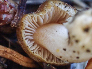  ( - HAY-F-001032)  @11 [ ] by-nc (2023) Dean Lyons Fungal Diversity Survey