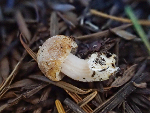  ( - HAY-F-001032)  @11 [ ] by-nc (2023) Dean Lyons Fungal Diversity Survey