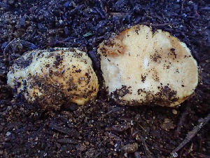  (Russula sp. CA25 - HAY-F-001041)  @11 [ ] by-nc (2023) Dean Lyons Fungal Diversity Survey